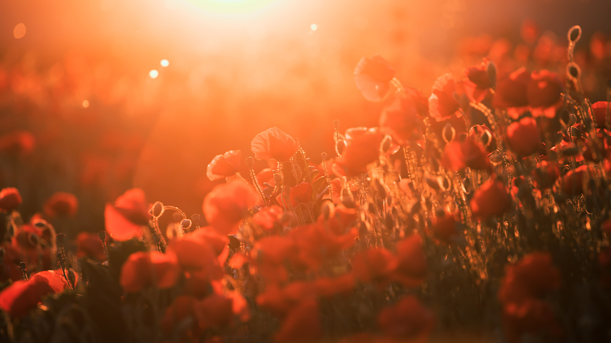 Remembrance Day in London Nov 2023