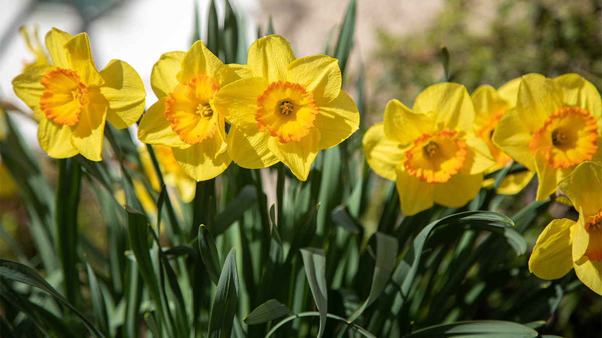 St David's Day Events London