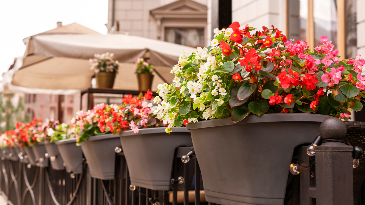 Best Plants to Grow on a Balcony – How to Dress Up Your Space