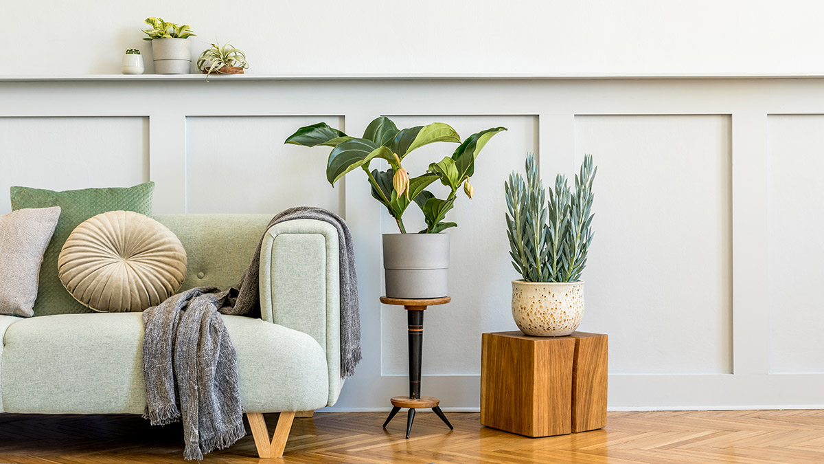 Living room with sofa, plants, shelves