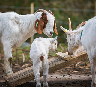 Vauxhall City Farm