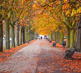The Heath & Greenwich Park