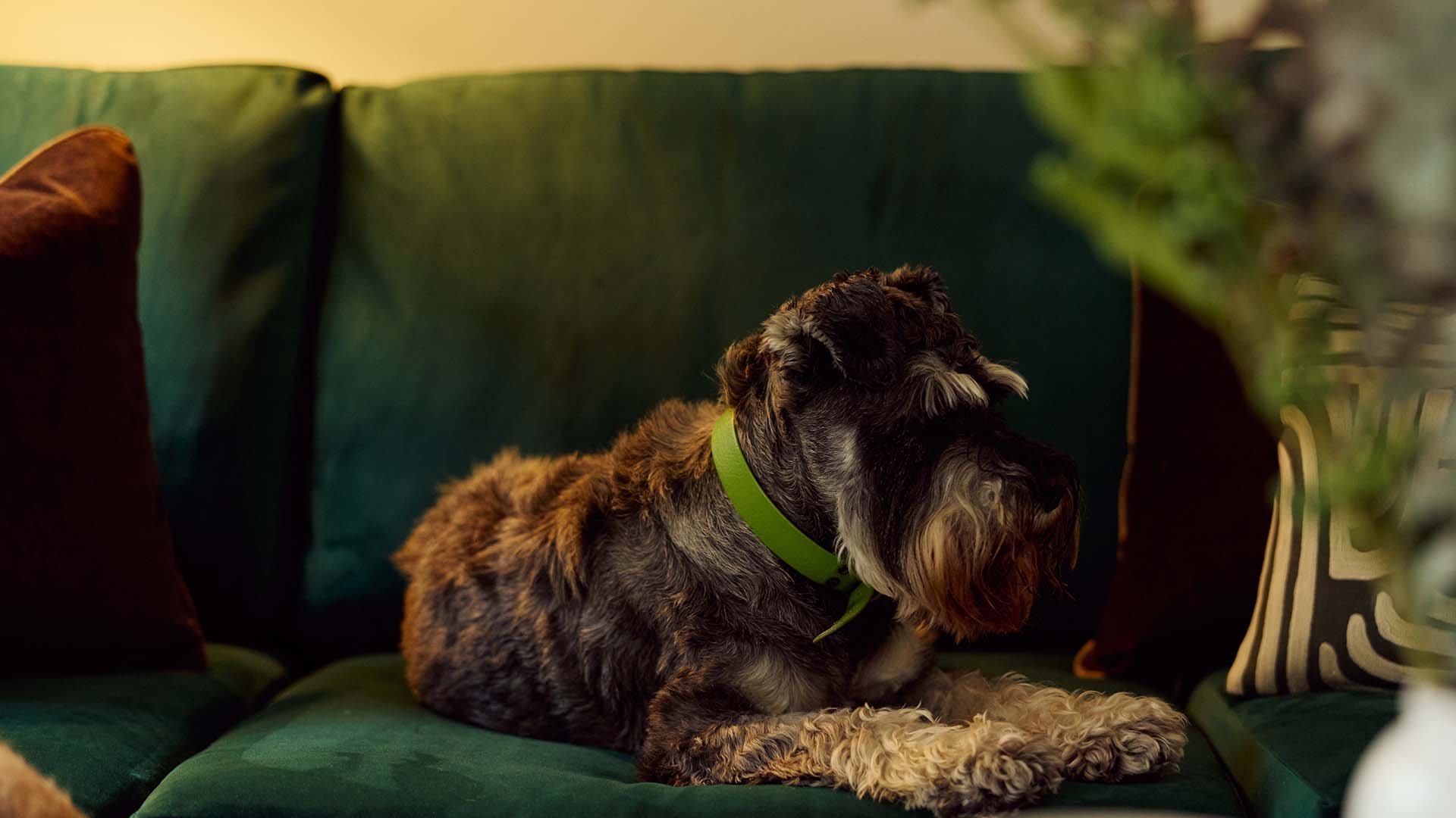 Close-up of a miniature Schnauzer on a green sofa. Design features to attract the widest tenant market.