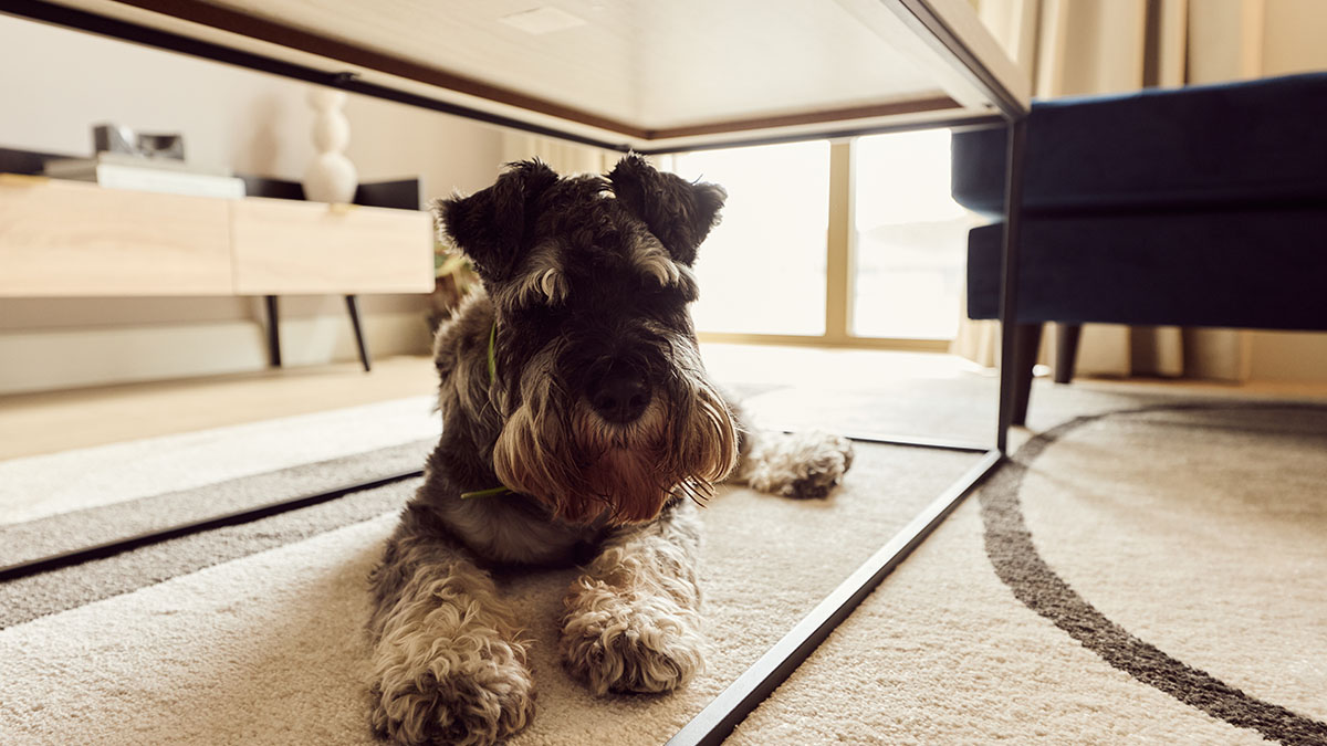 Pet-Friendly Rental Interiors: Floors, Fabrics and Furniture That Last